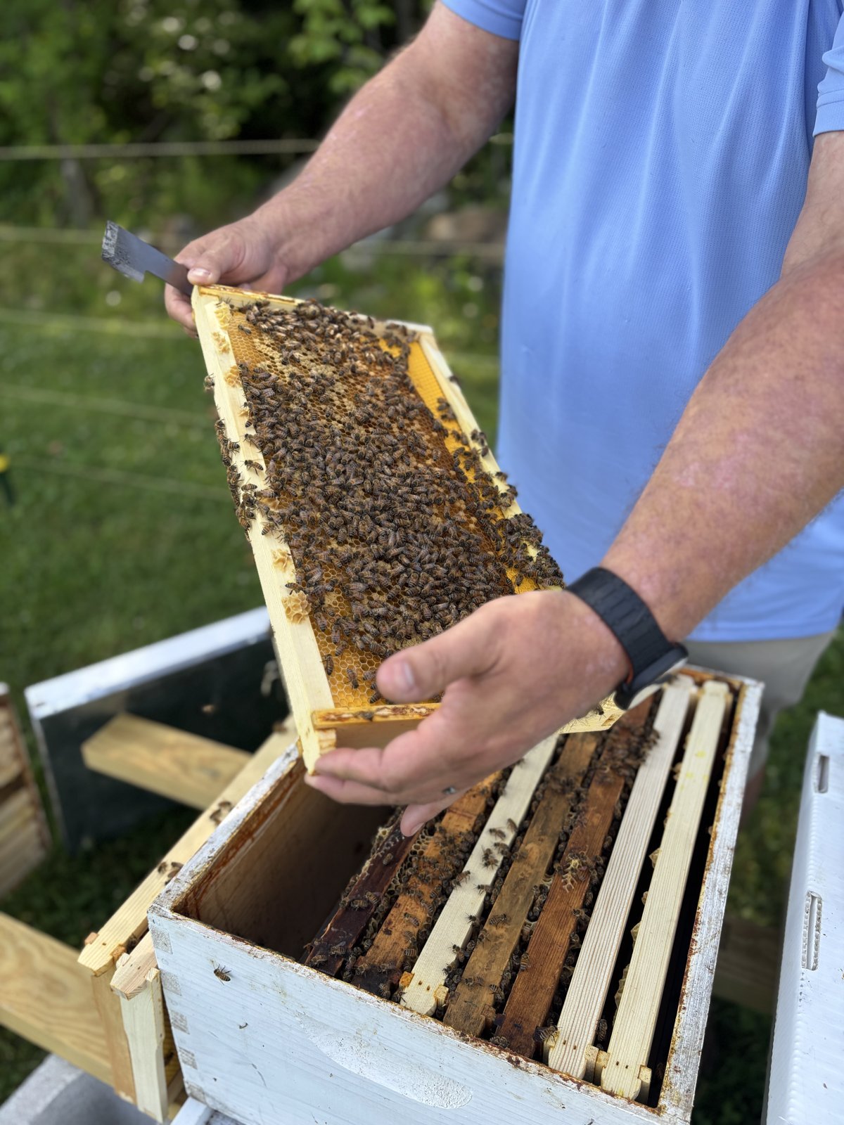 Frame covered in bees
