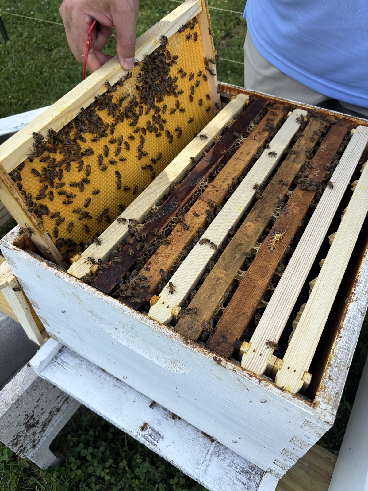 Frame of bees on new comb